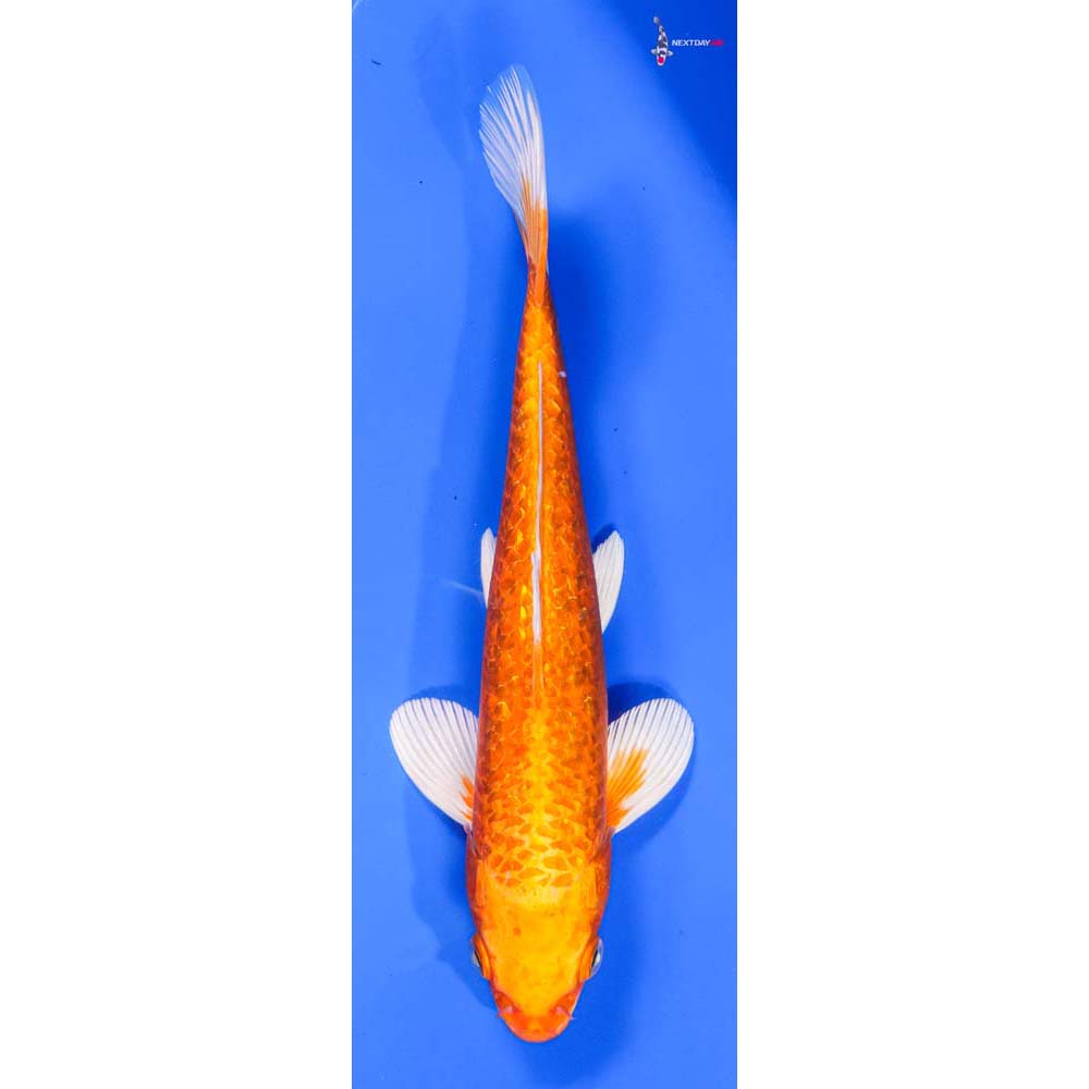 10” Imported Gin Rin Orenji Ogon