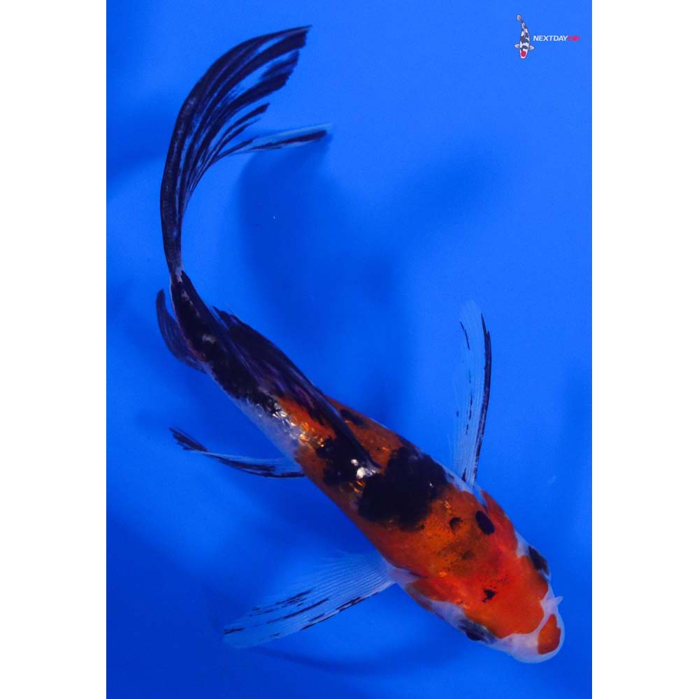 5” Imported Gin Rin Sanke Butterfly Koi