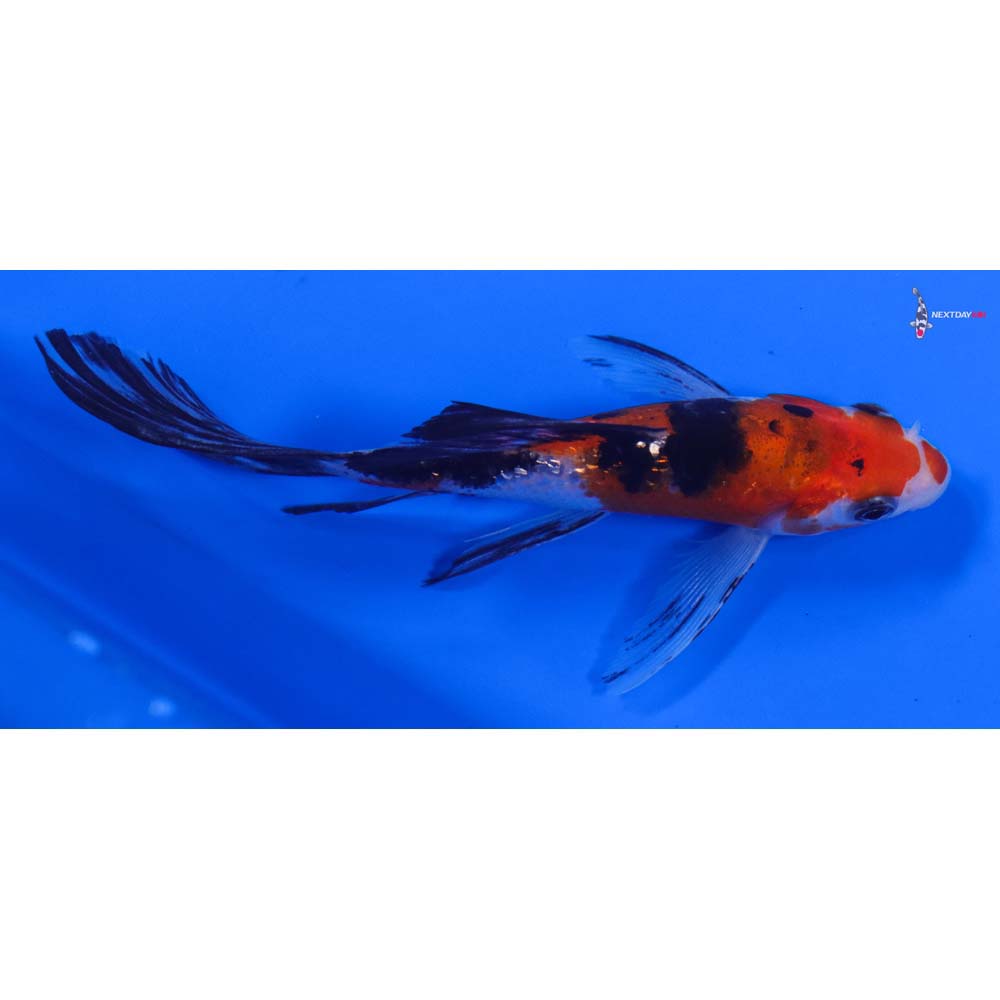 5” Imported Gin Rin Sanke Butterfly Koi - Image 2