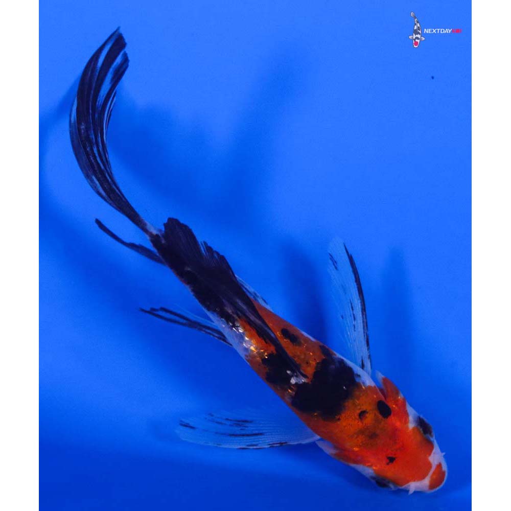 5” Imported Gin Rin Sanke Butterfly Koi - Image 3
