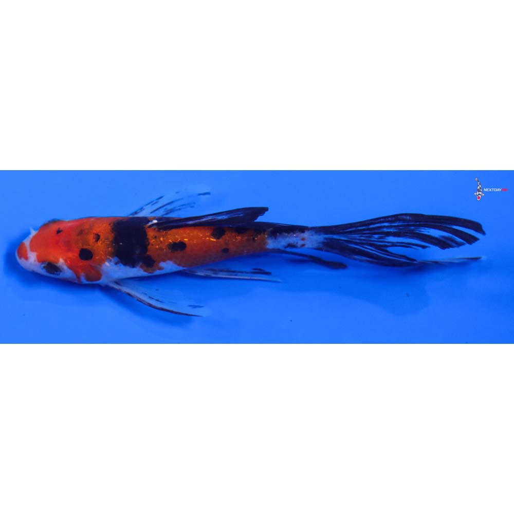 5” Imported Gin Rin Sanke Butterfly Koi - Image 4