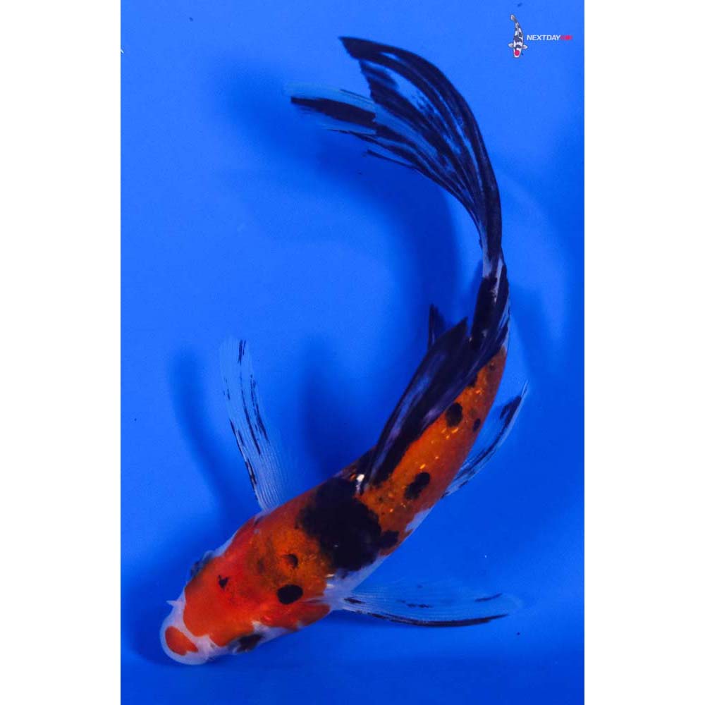 5” Imported Gin Rin Sanke Butterfly Koi - Image 5