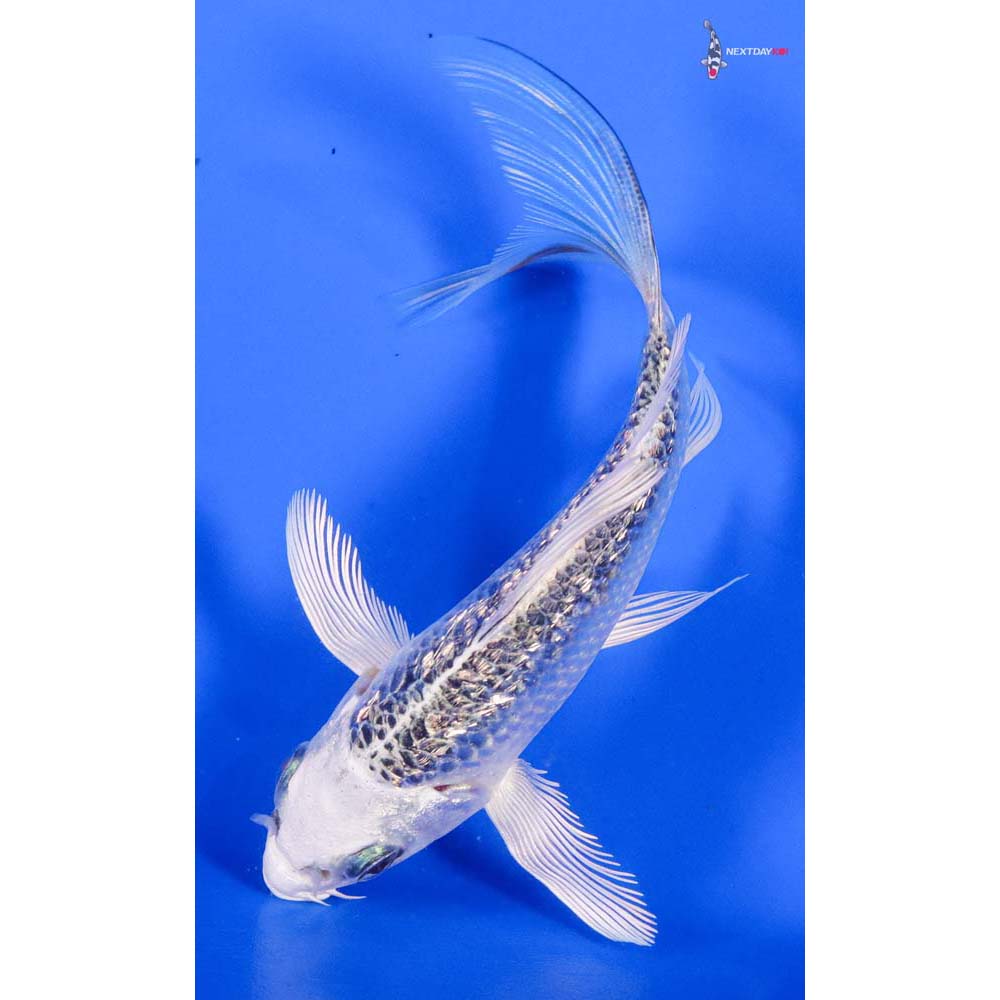 5” Imported Gin Rin Gin Matsuba Butterfly Koi