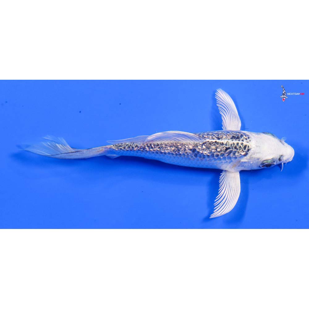 5” Imported Gin Rin Gin Matsuba Butterfly Koi - Image 2
