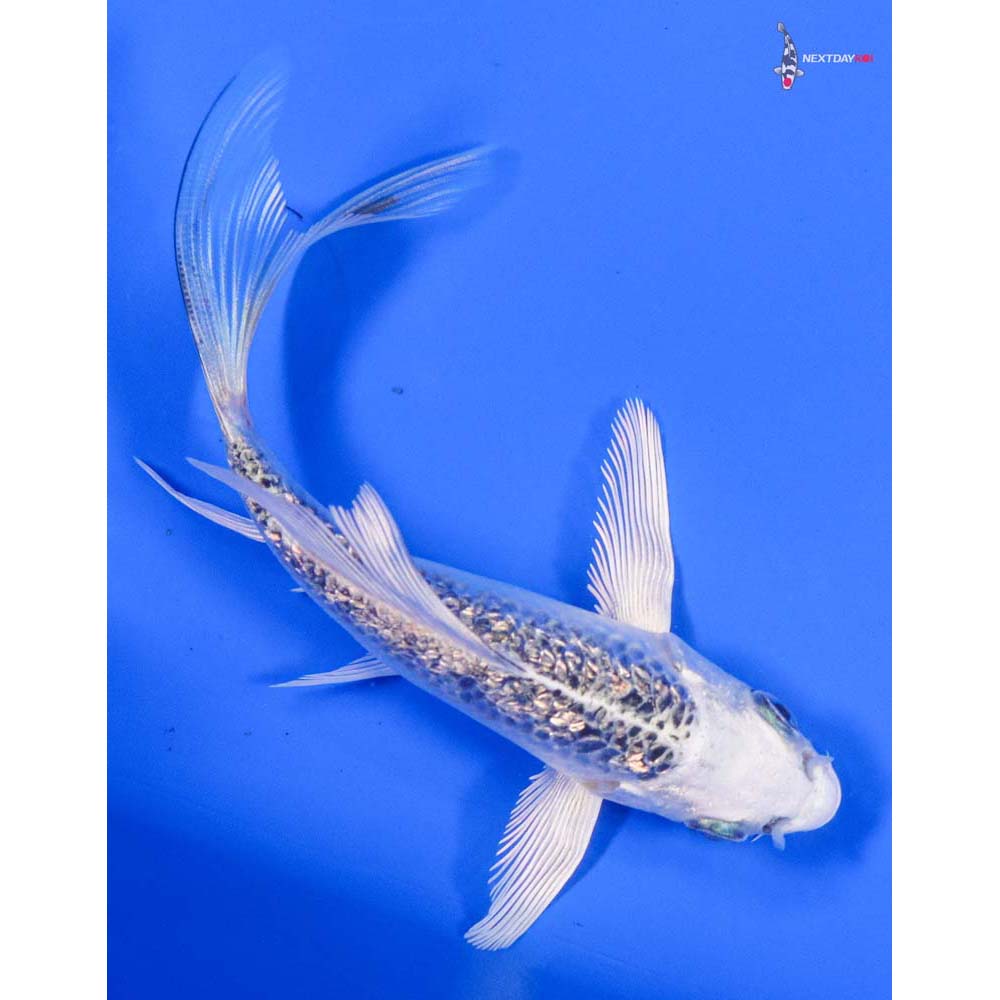 5” Imported Gin Rin Gin Matsuba Butterfly Koi - Image 3