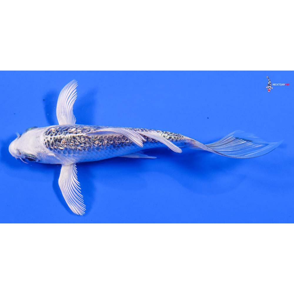 5” Imported Gin Rin Gin Matsuba Butterfly Koi - Image 4