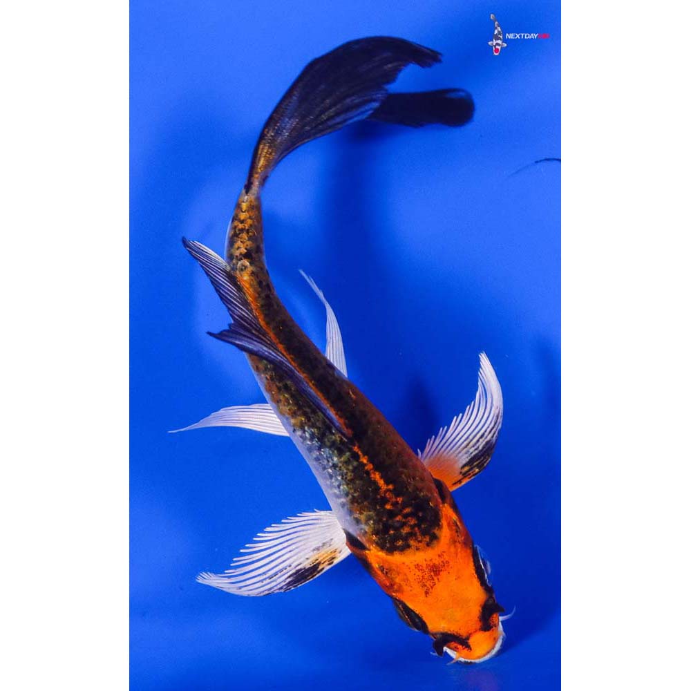 4.5” Imported Kujaku Butterfly Koi