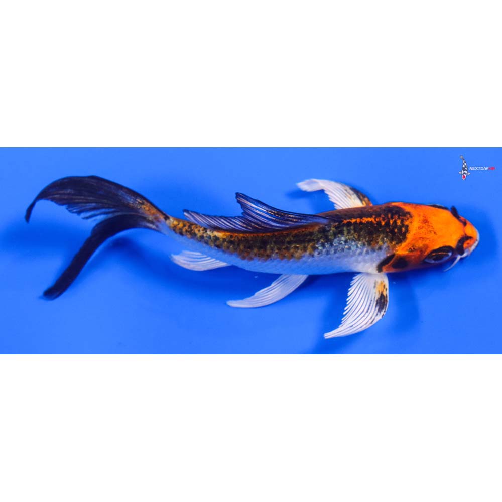 4.5” Imported Kujaku Butterfly Koi - Image 2