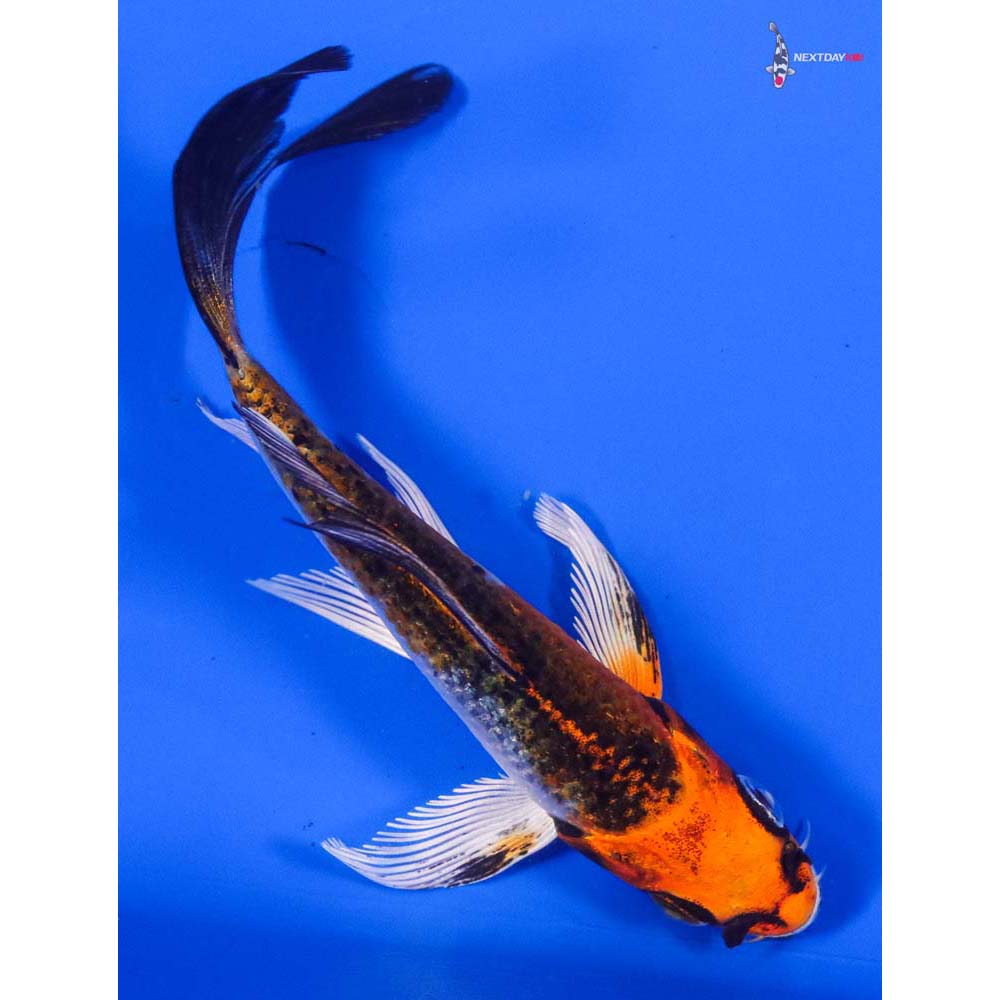 4.5” Imported Kujaku Butterfly Koi - Image 3
