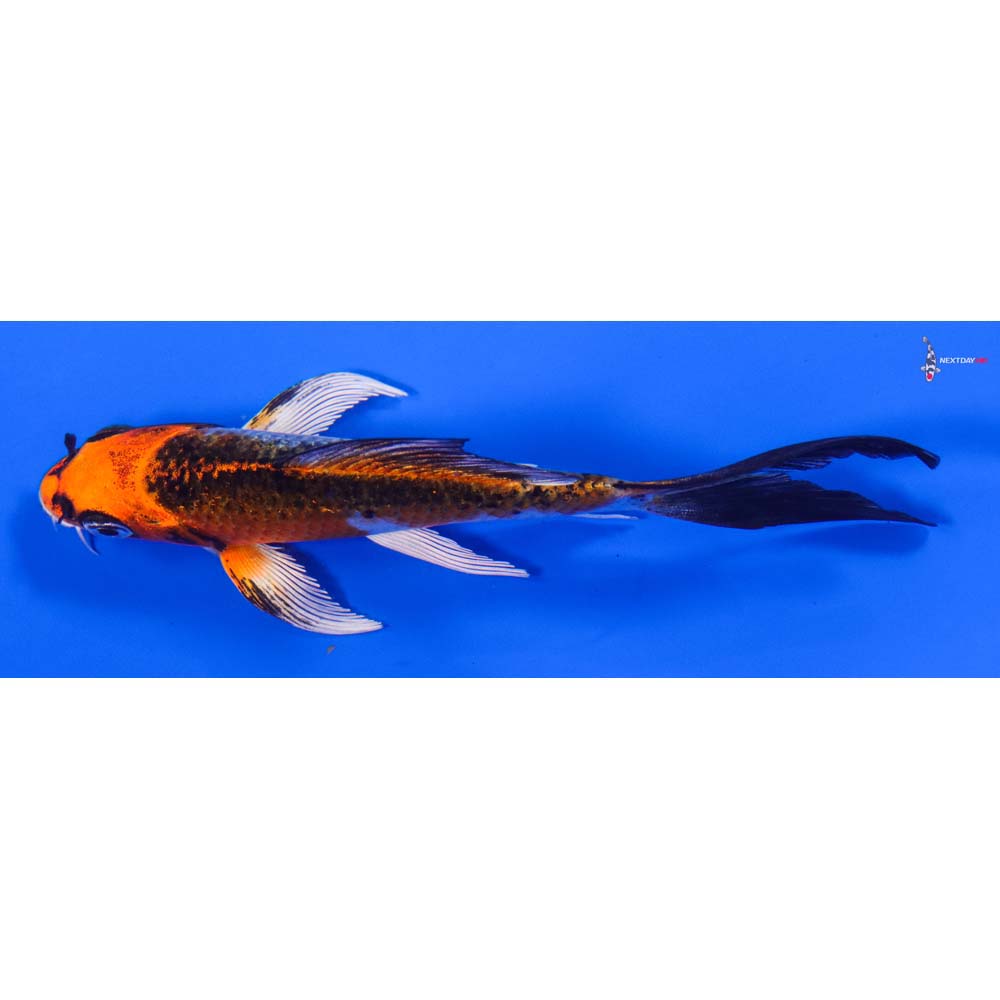4.5” Imported Kujaku Butterfly Koi - Image 4