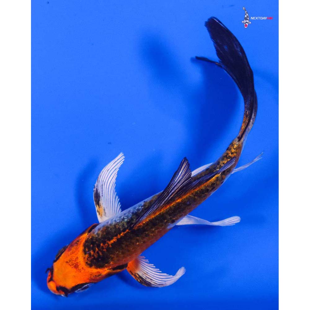 4.5” Imported Kujaku Butterfly Koi - Image 5