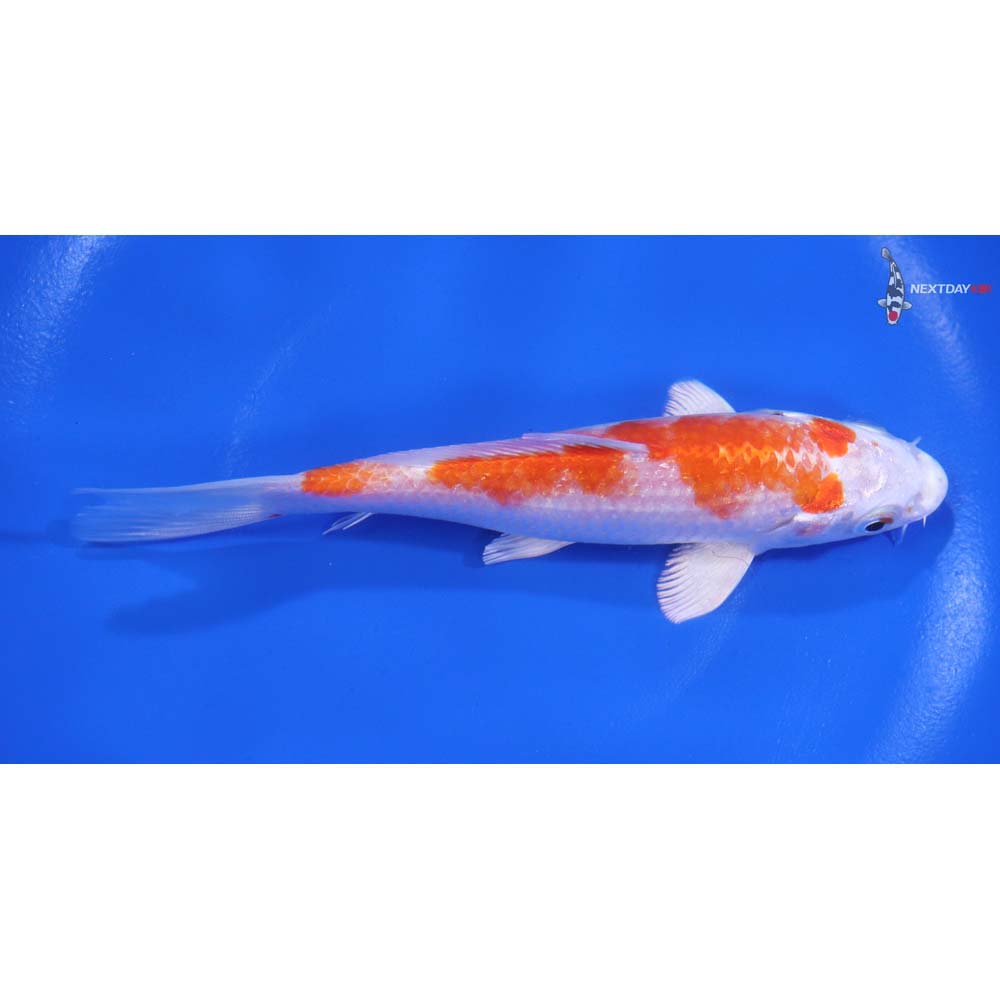 5.5" Imported Hariwake - Image 2