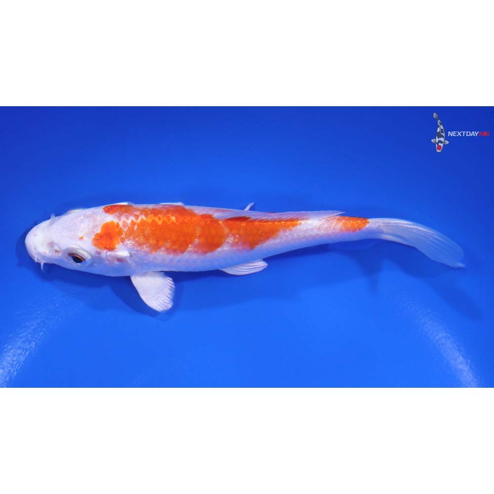 5.5" Imported Hariwake - Image 4