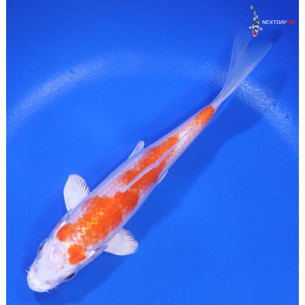 5.5" Imported Hariwake - Image 5