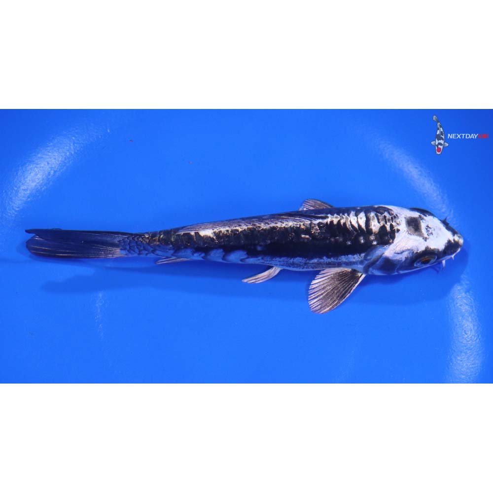 5.5" Imported Kikokuryu - Image 2