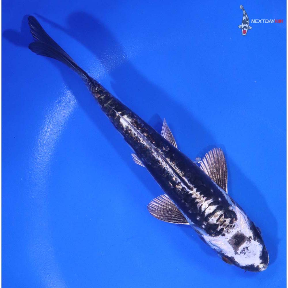 5.5" Imported Kikokuryu - Image 3