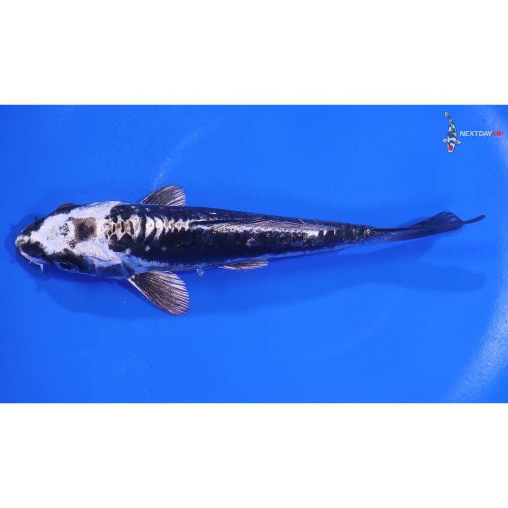 5.5" Imported Kikokuryu - Image 4