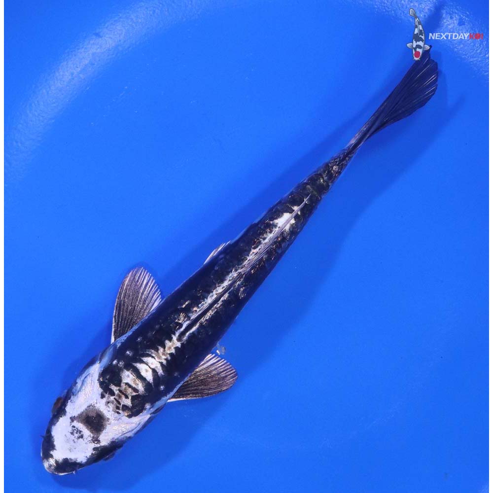 5.5" Imported Kikokuryu - Image 5