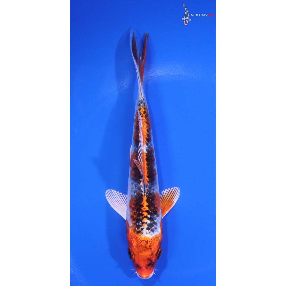 5.5" Imported Kujaku