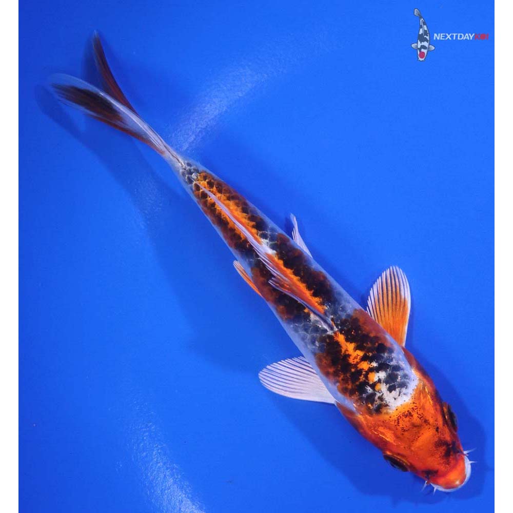 5.5" Imported Kujaku - Image 3