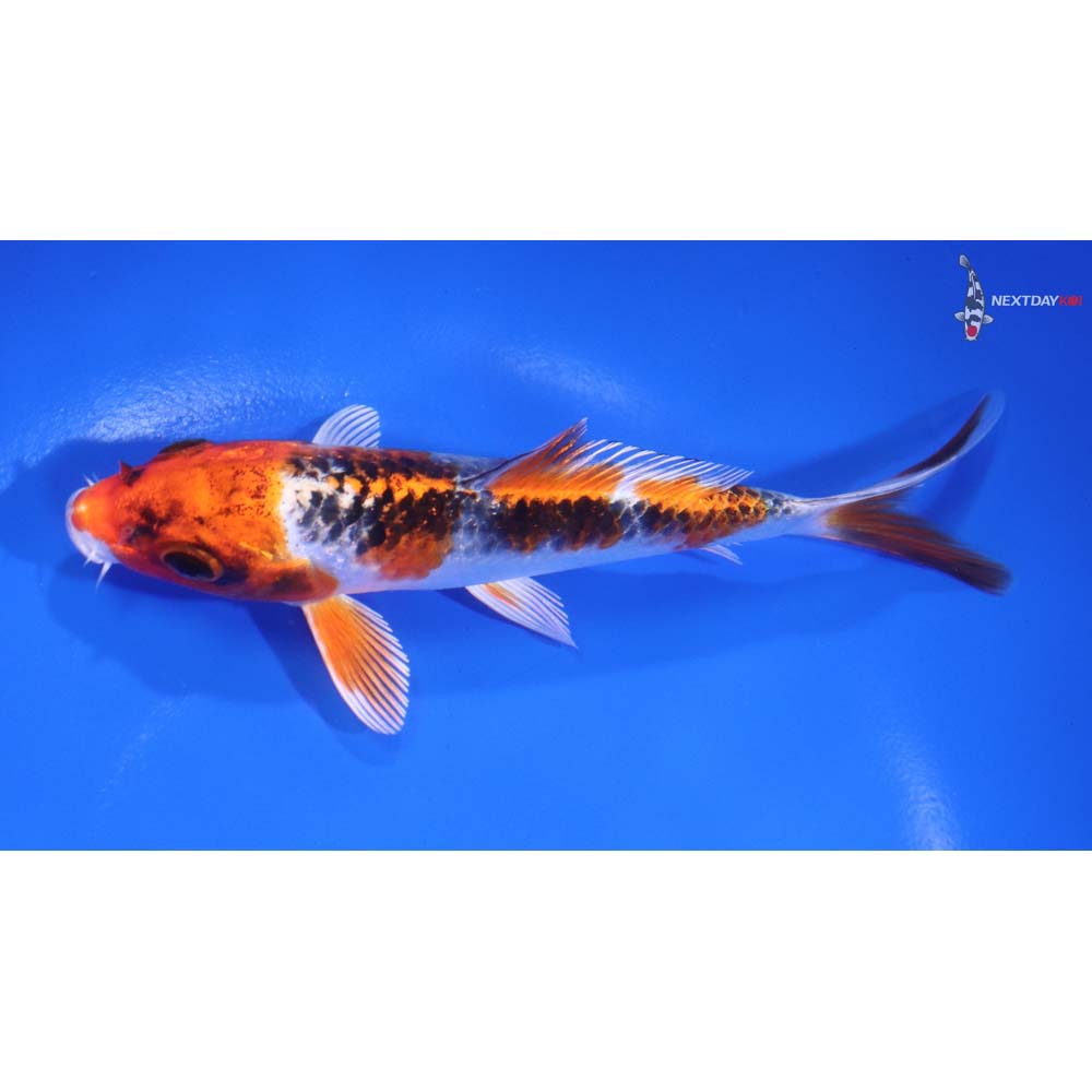 5.5" Imported Kujaku - Image 4