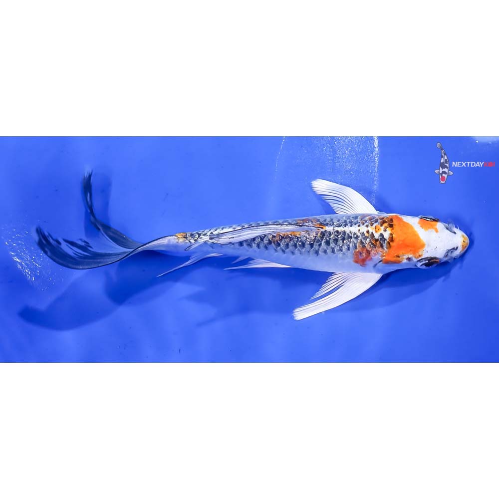 6” Imported Gin Rin Kujaku Butterfly Koi - Image 2