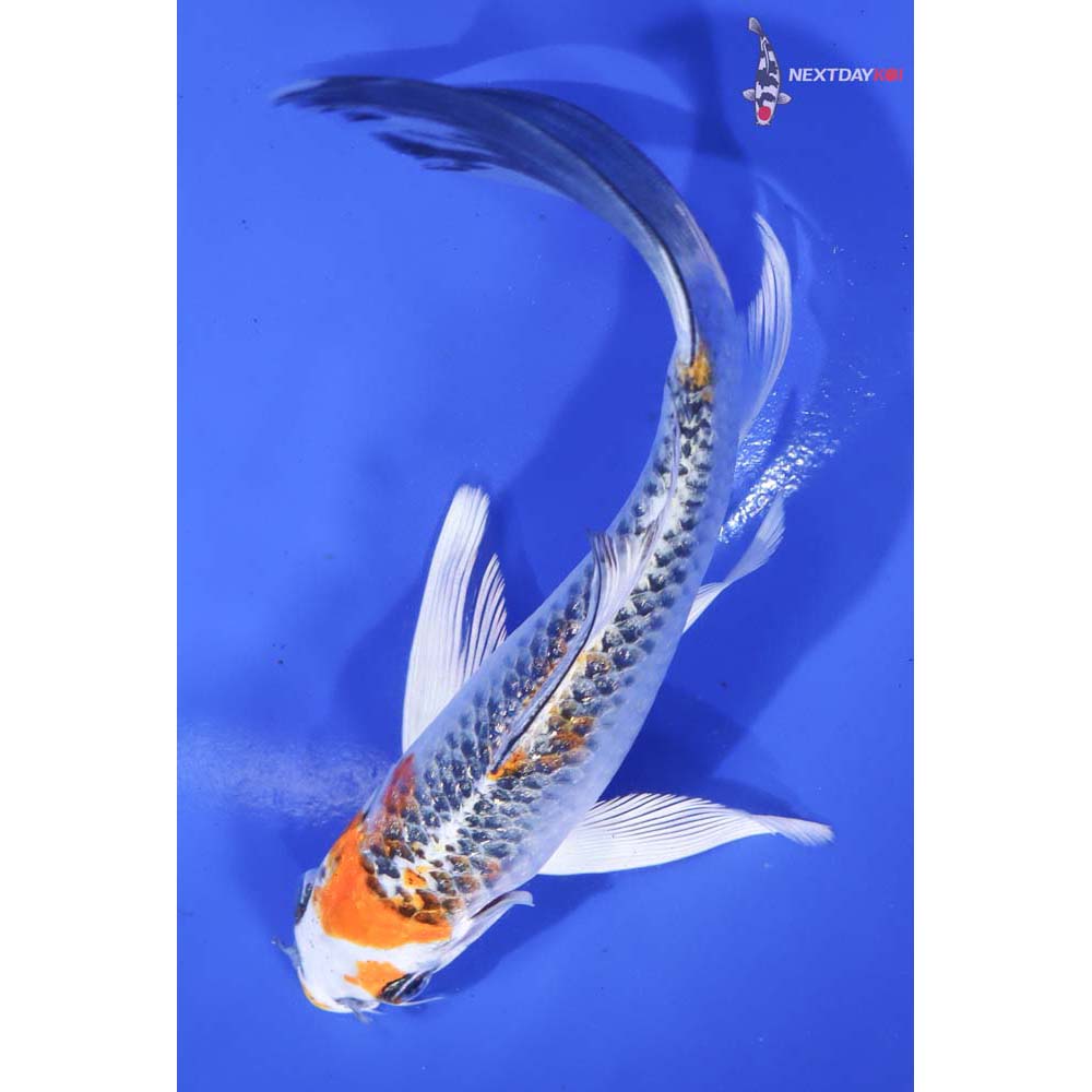 6” Imported Gin Rin Kujaku Butterfly Koi - Image 5