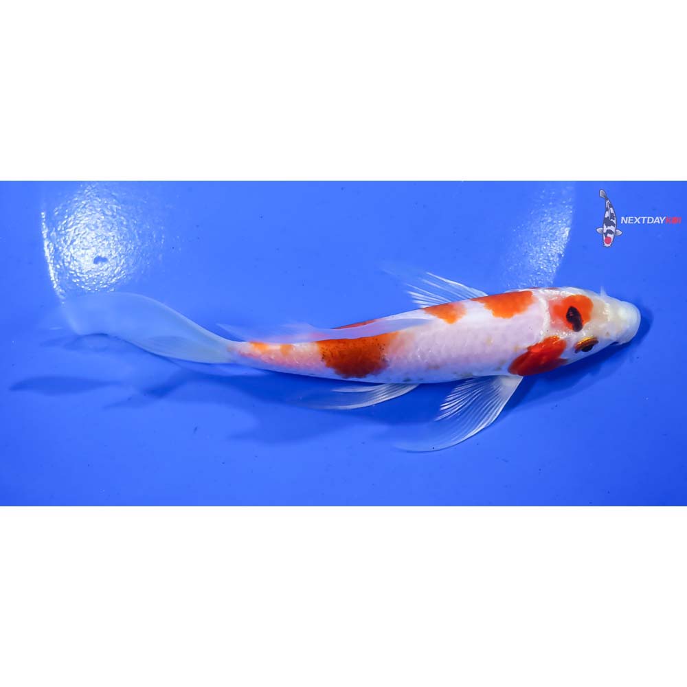 6” Imported Sanke Butterfly Koi - Image 2