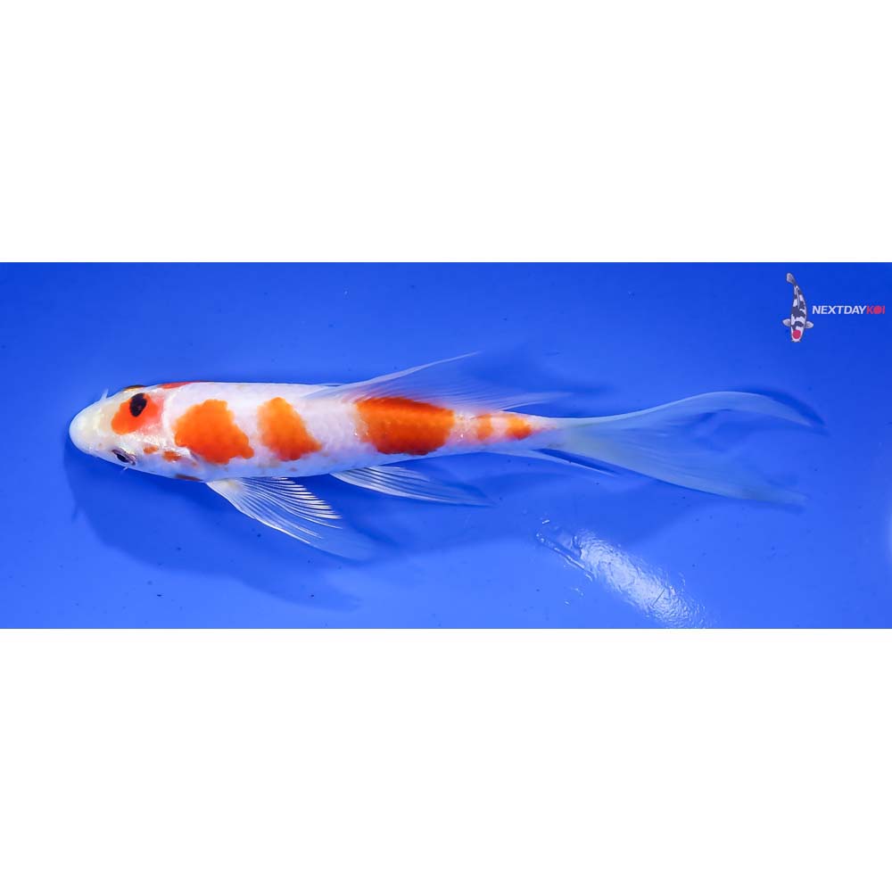 6” Imported Sanke Butterfly Koi - Image 4