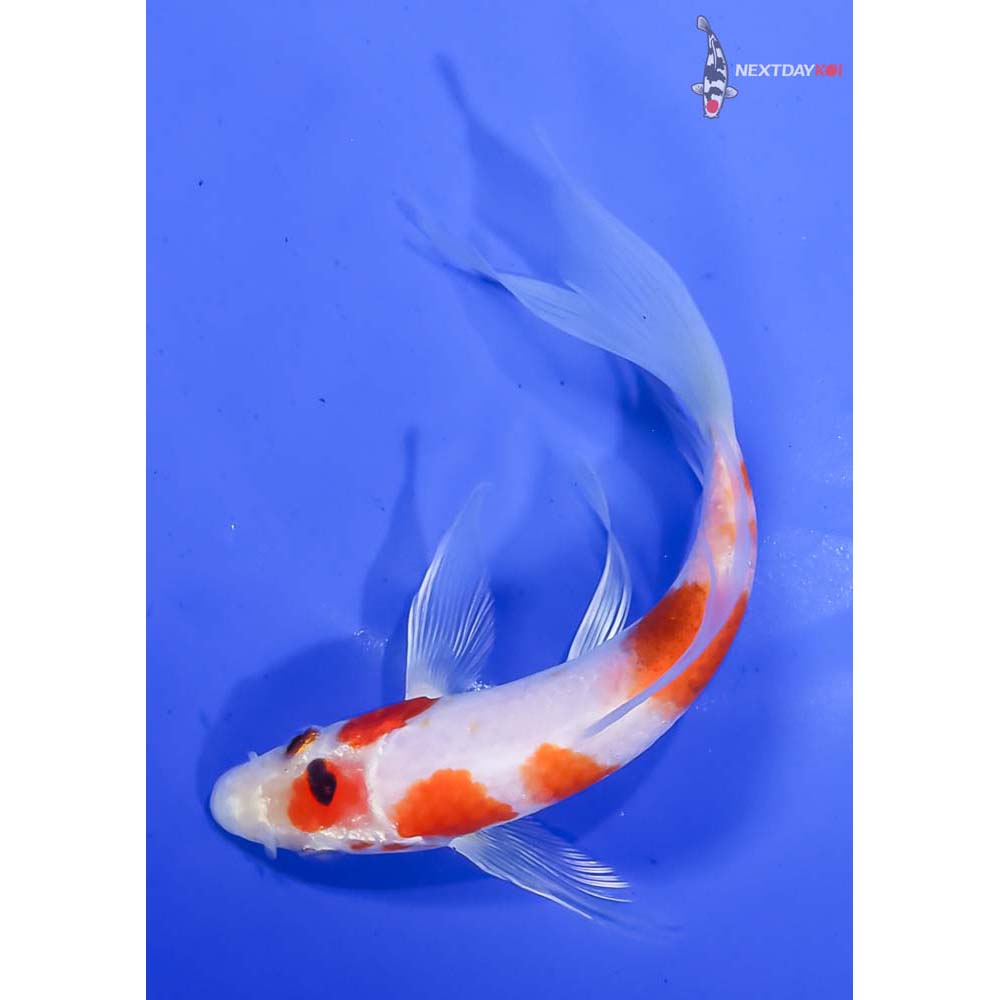 6” Imported Sanke Butterfly Koi - Image 5