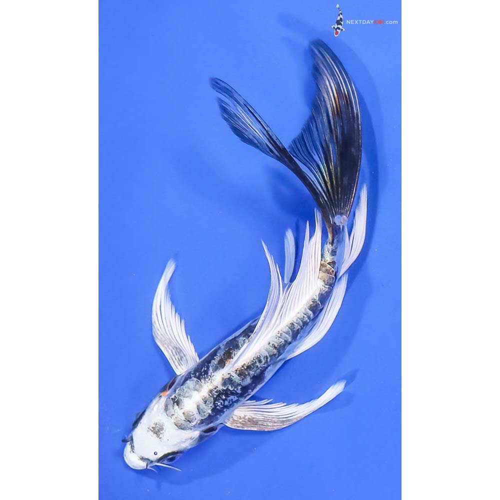6” Imported Kin Kikokuryu Butterfly Koi
