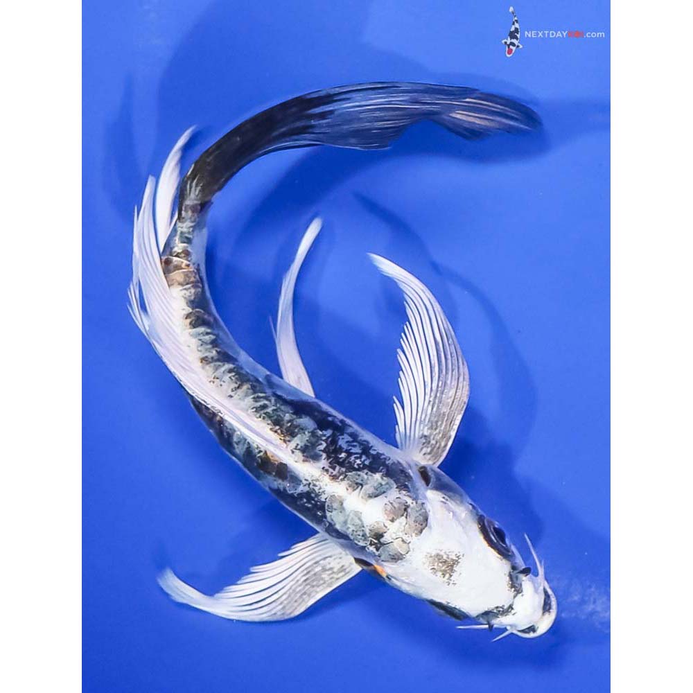 6” Imported Kin Kikokuryu Butterfly Koi - Image 3