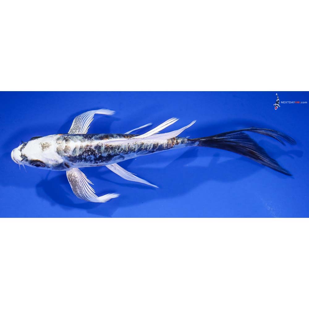 6” Imported Kin Kikokuryu Butterfly Koi - Image 4