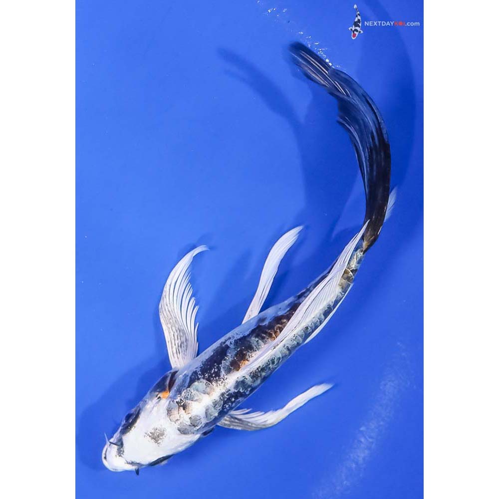6” Imported Kin Kikokuryu Butterfly Koi - Image 5