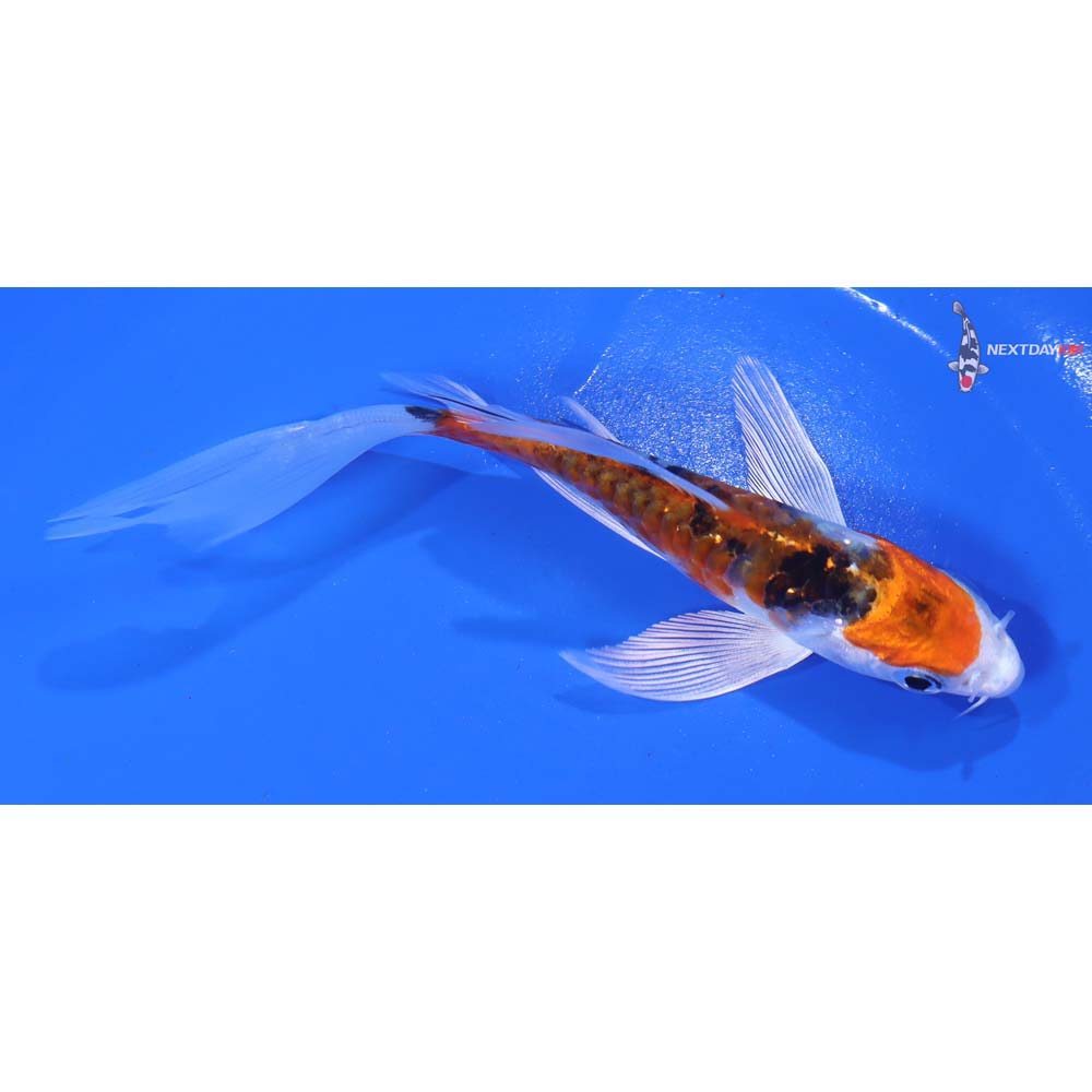 5” Imported Heisei Nishiki Butterfly Koi - Image 2