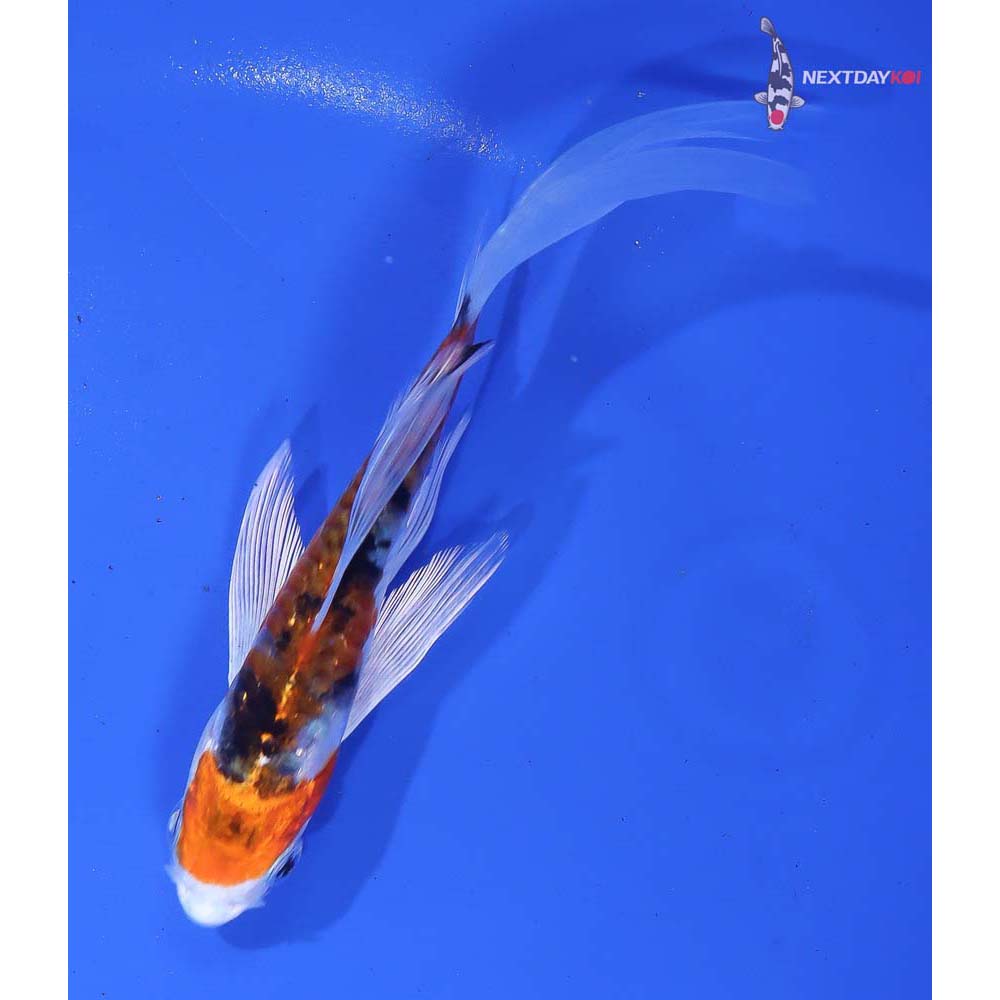 5” Imported Heisei Nishiki Butterfly Koi - Image 3