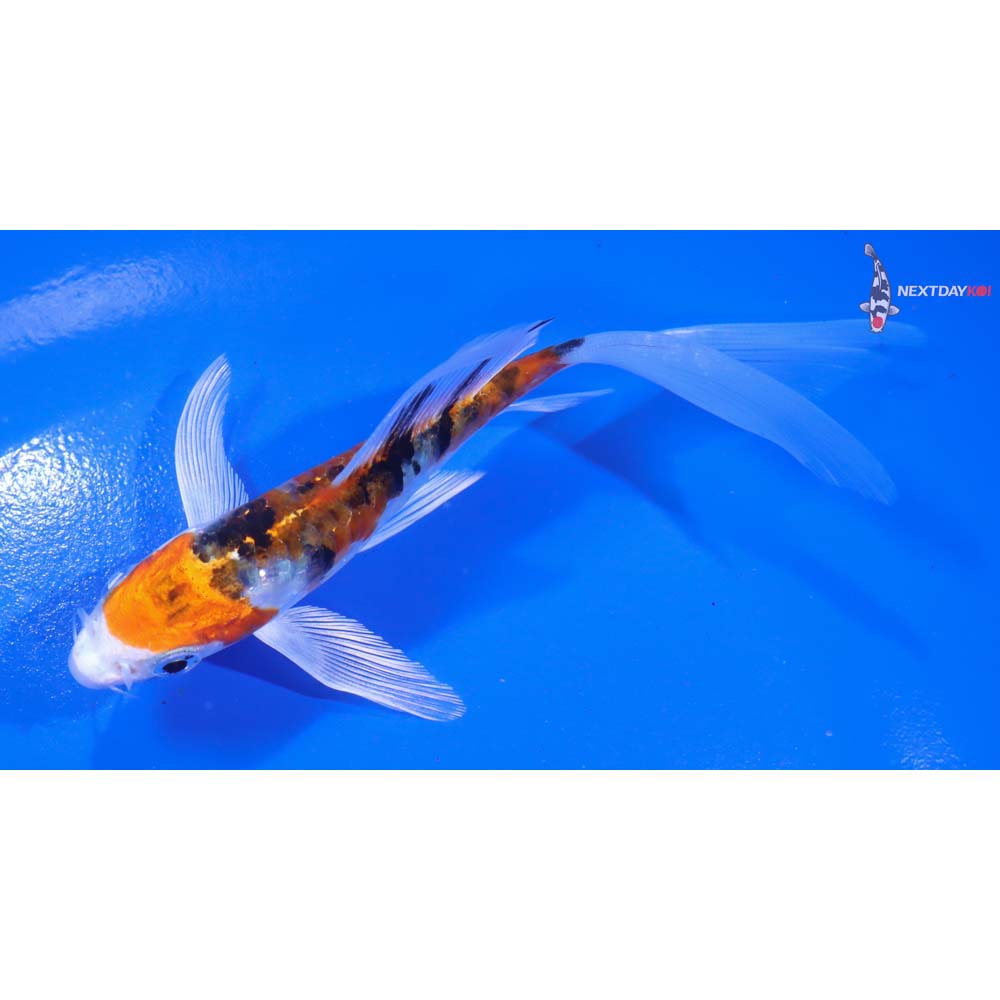 5” Imported Heisei Nishiki Butterfly Koi - Image 4