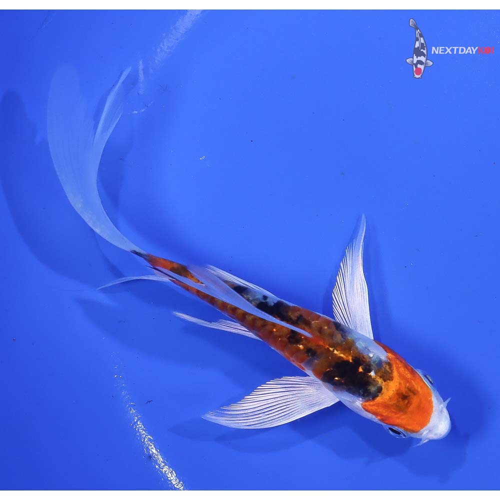 5” Imported Heisei Nishiki Butterfly Koi - Image 5