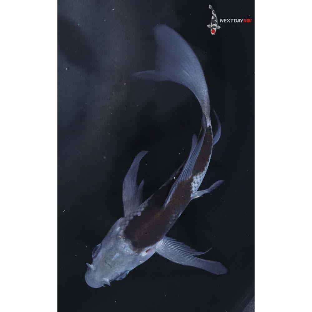 5” Imported Ochiba Shigure Butterfly Koi