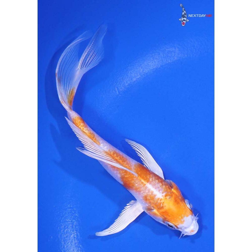 4.5" Imported Hariwake Butterfly Koi - Image 3