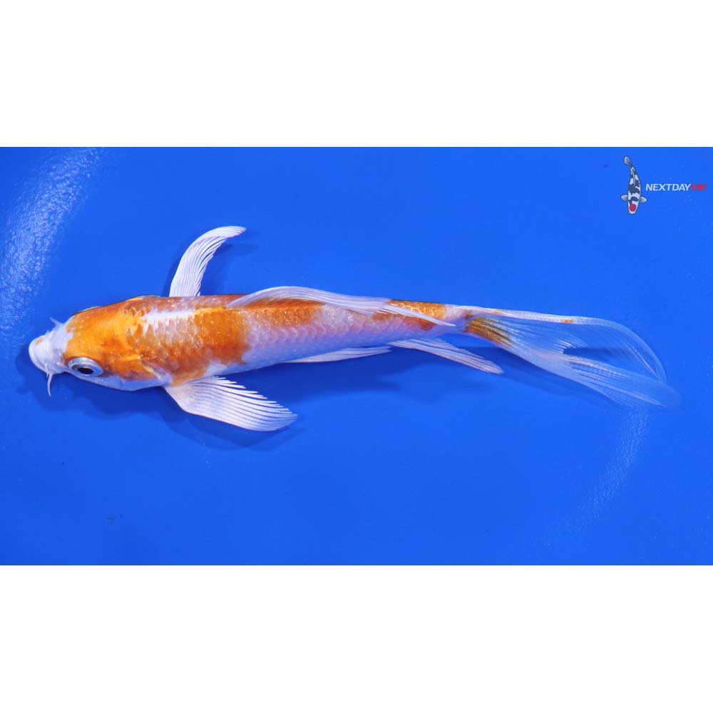4.5" Imported Hariwake Butterfly Koi - Image 4