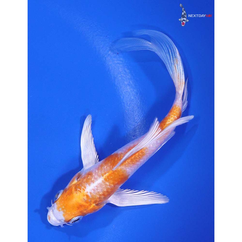 4.5" Imported Hariwake Butterfly Koi - Image 5