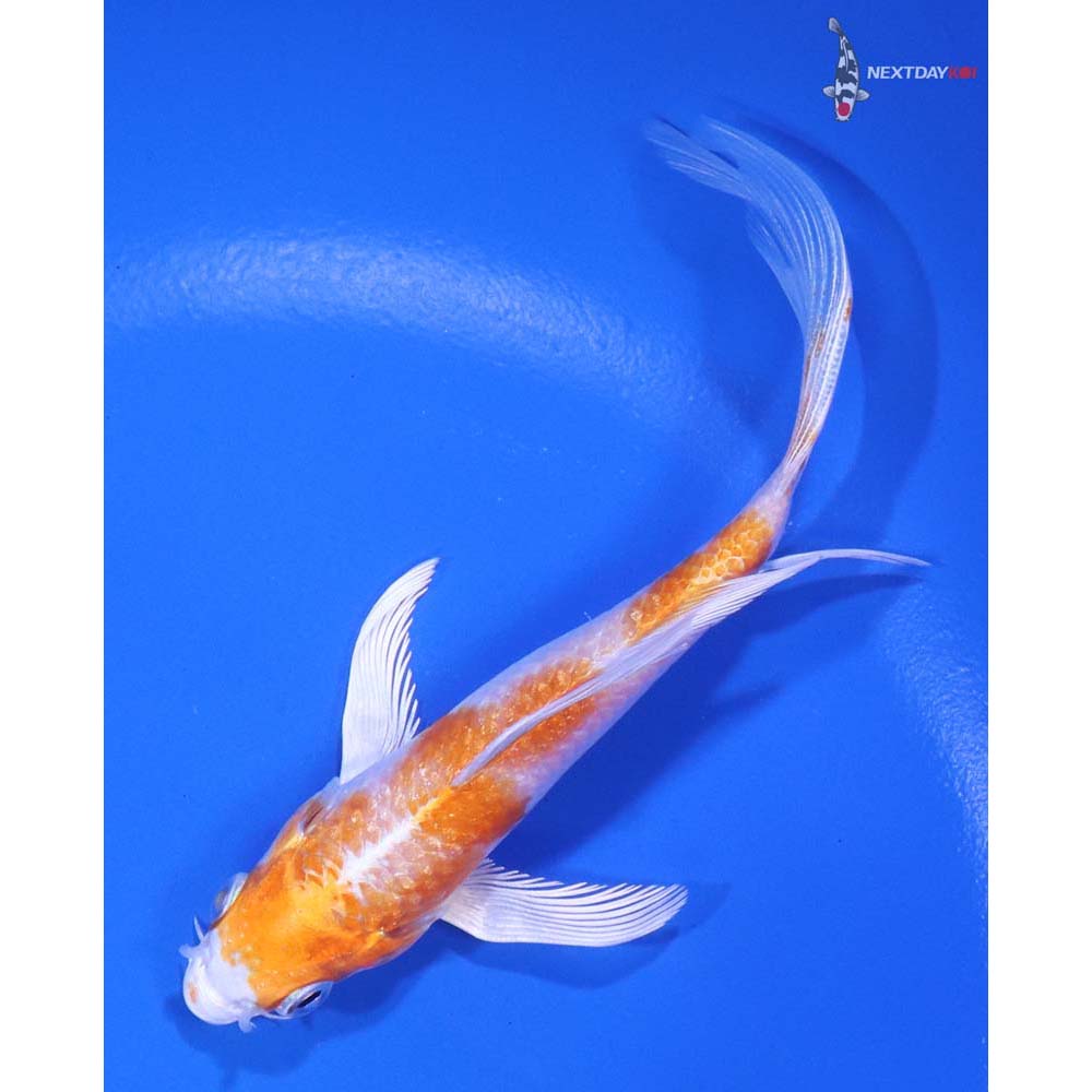 4.5" Imported Hariwake Butterfly Koi