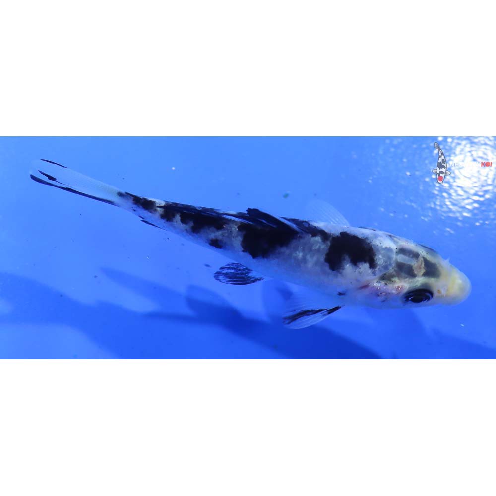 3.5” Imported Shiro Bekko - Image 2