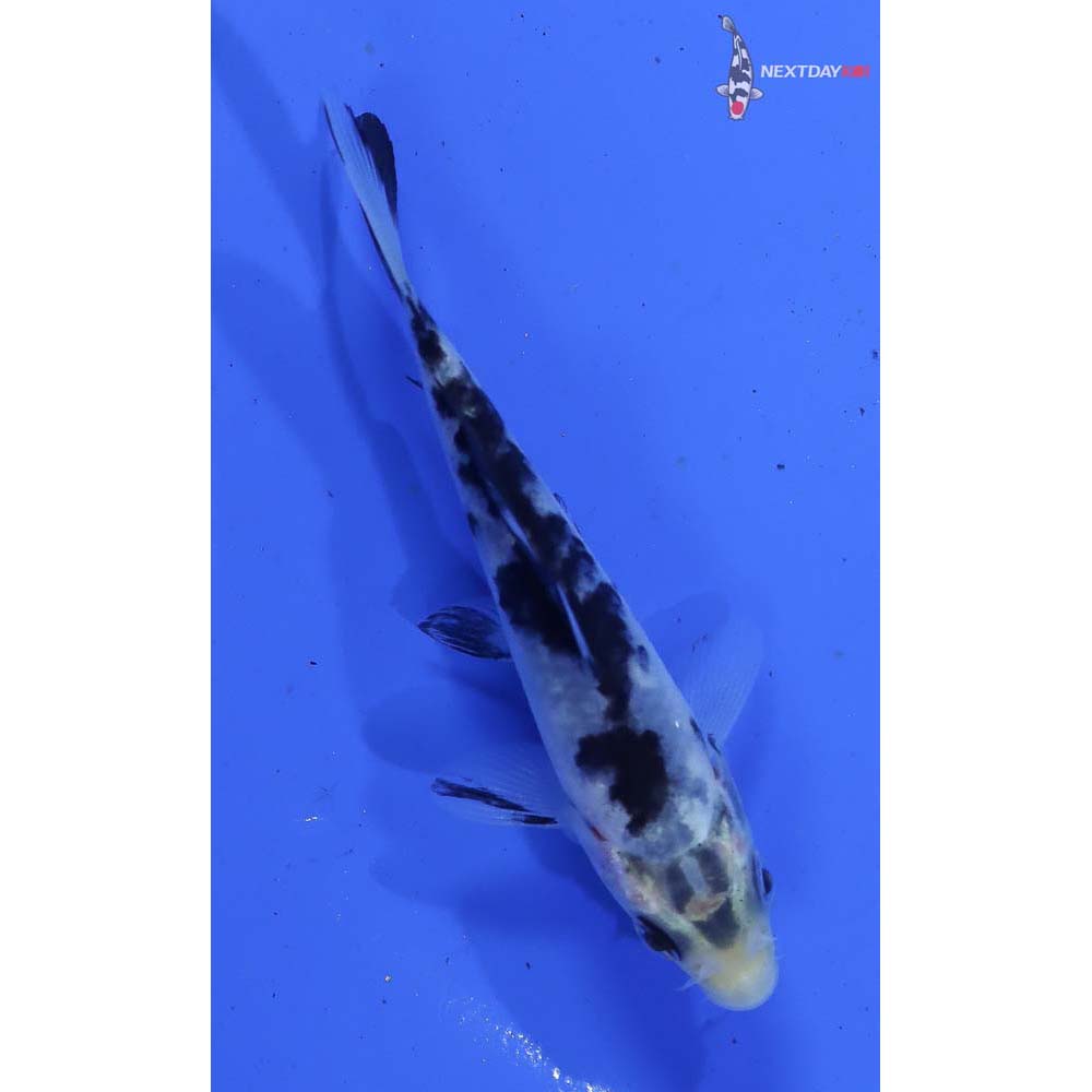 3.5” Imported Shiro Bekko - Image 5