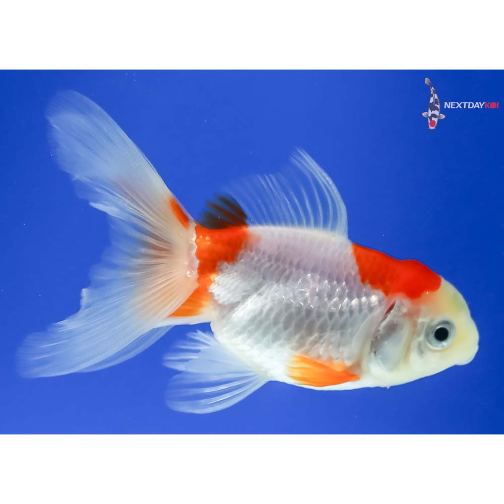 3” Imported Male Red and White Oranda