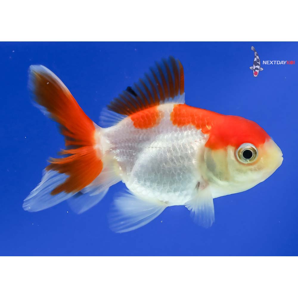 3” Imported Red and White Oranda