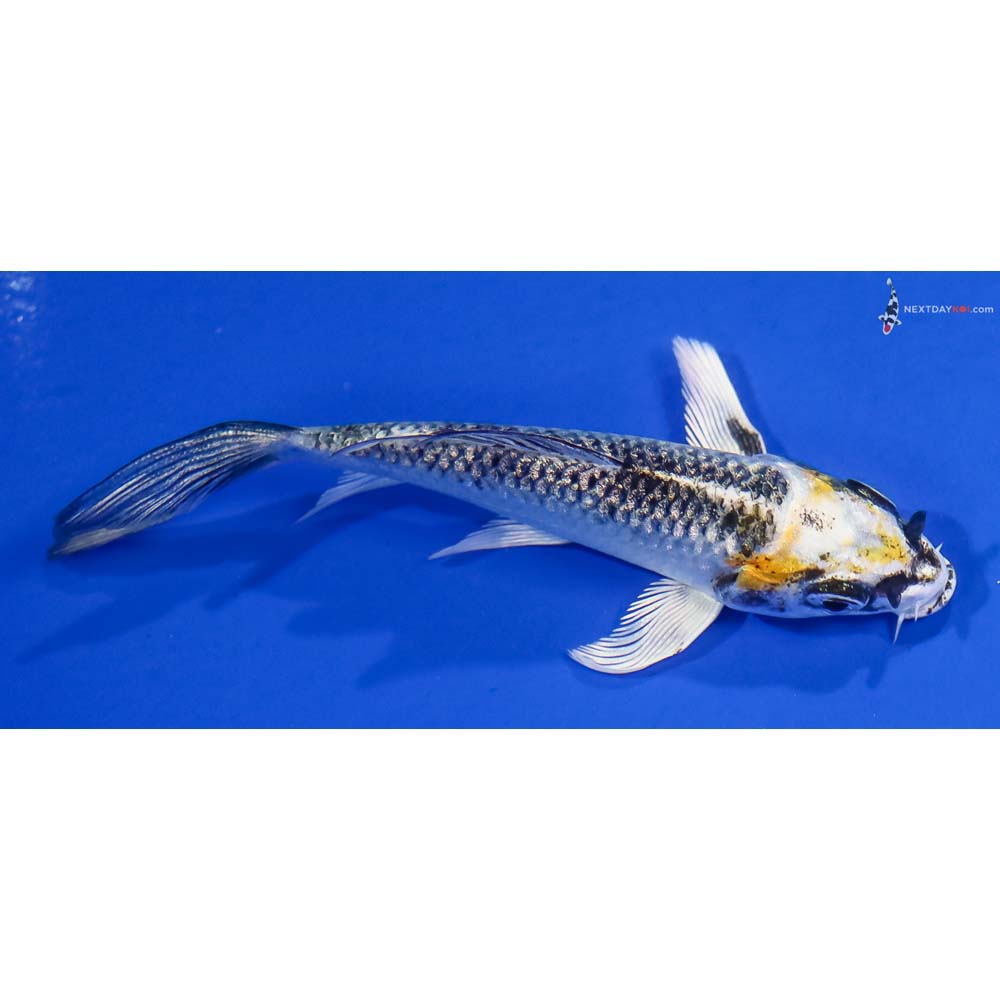 4” Imported Kujaku Butterfly Koi - Image 2