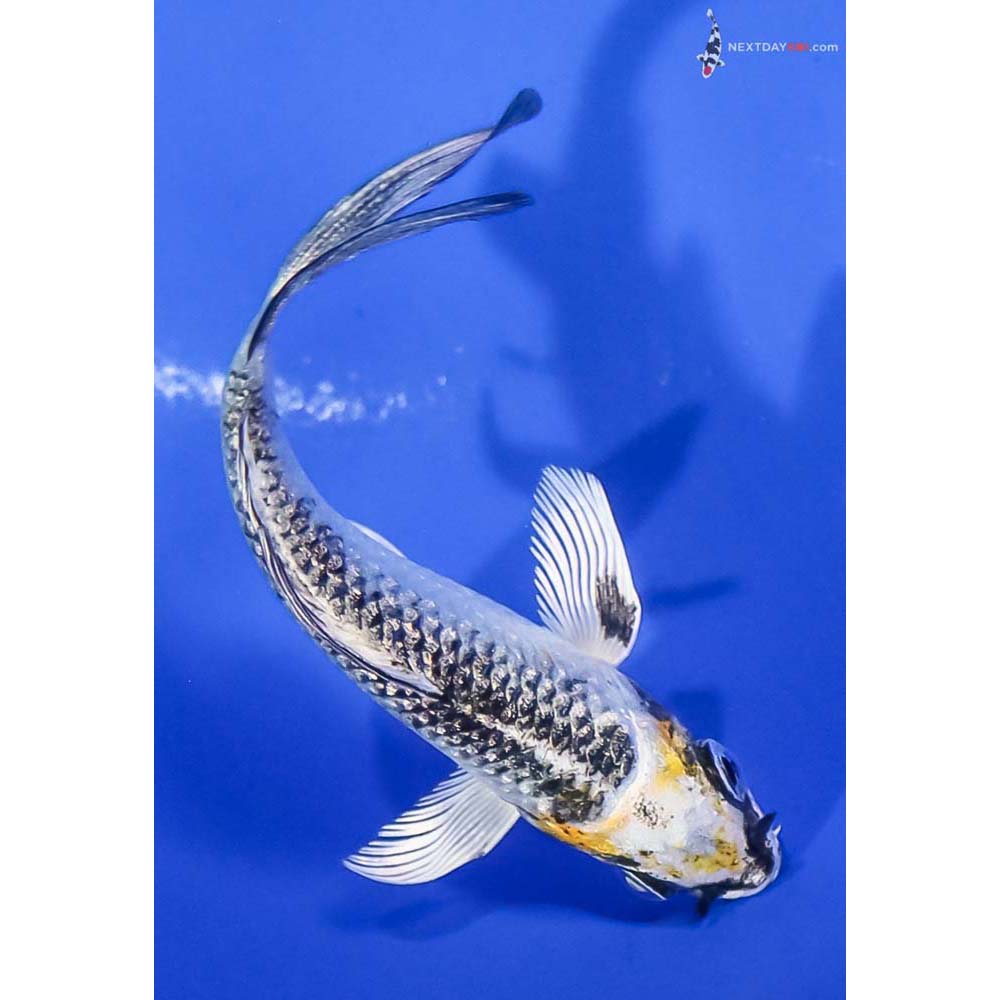 4” Imported Kujaku Butterfly Koi - Image 3