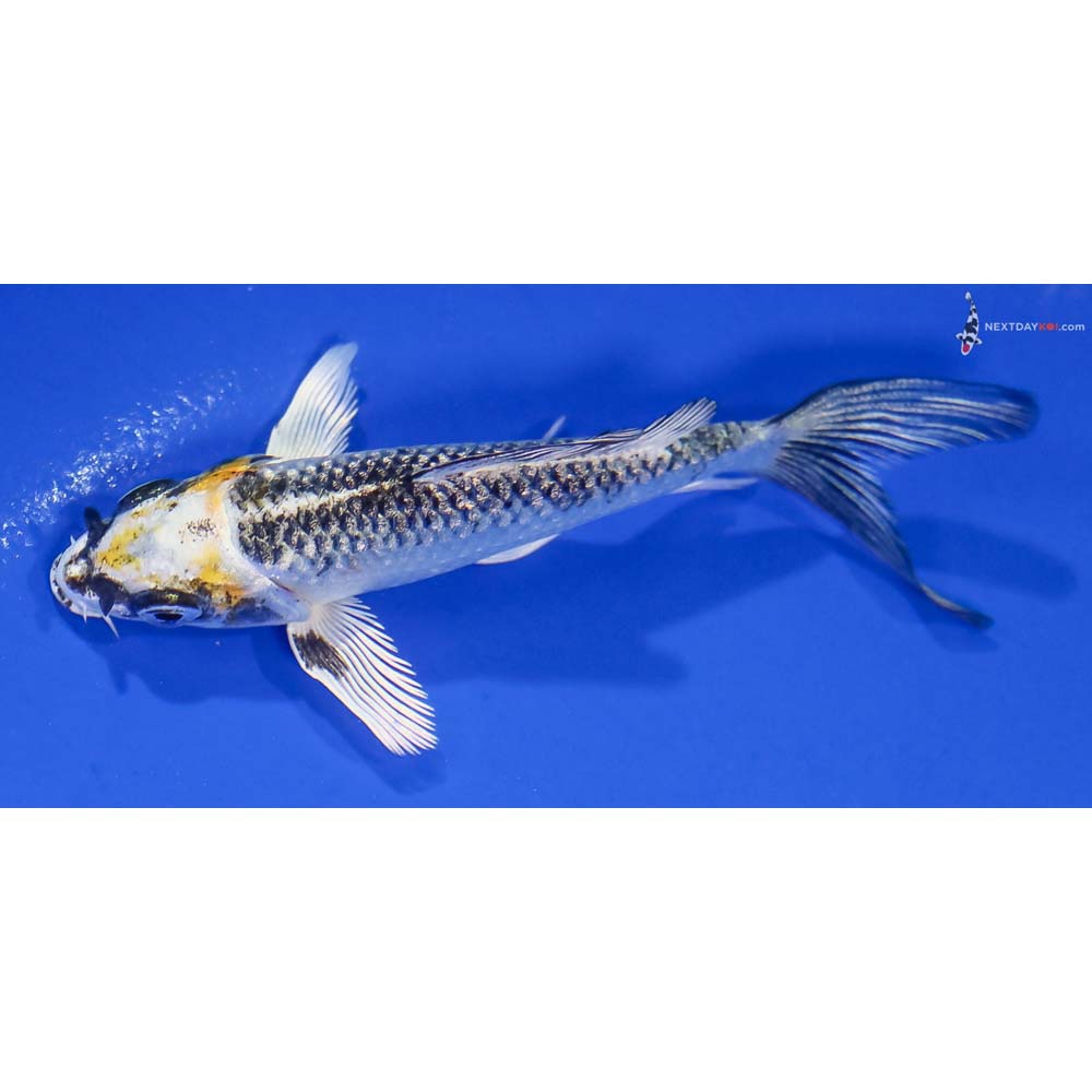 4” Imported Kujaku Butterfly Koi - Image 4